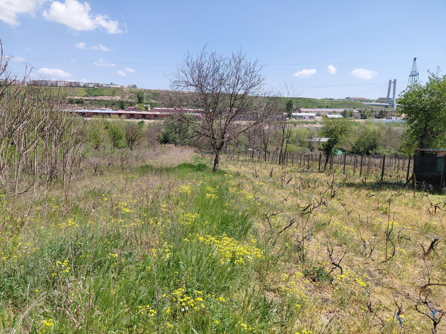 Teren intravilan 3.250 mp în Filești – Ideal pentru casă sau investiție! - Poză 3