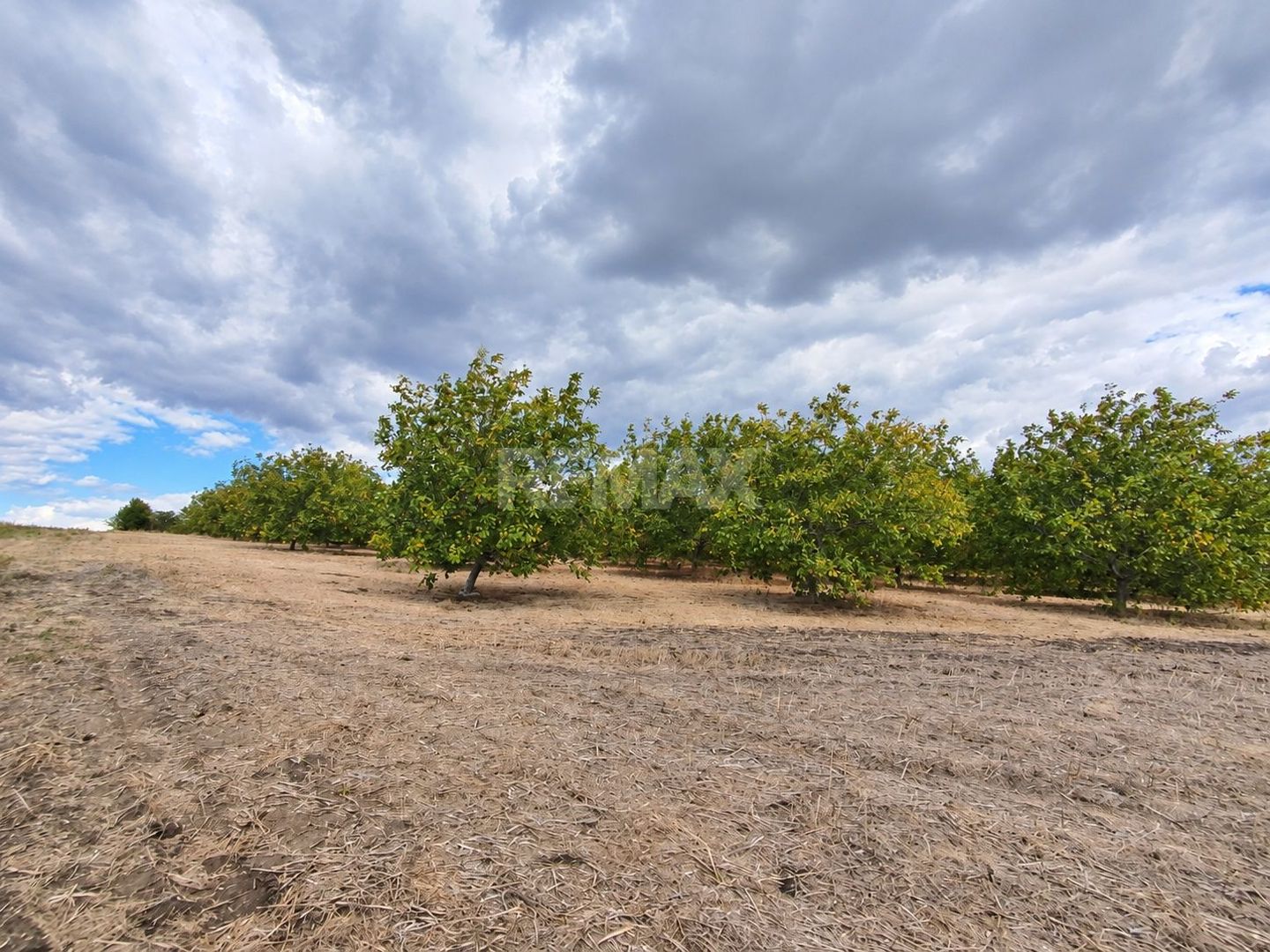 LIVADĂ DE NUCI – 24,5 HA | ȚÎNȚĂRENI, ANENII NOI - Poză 11