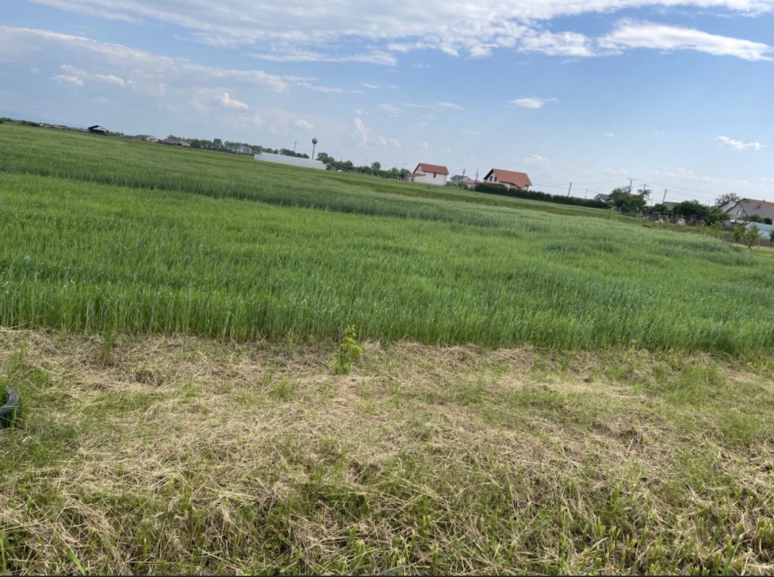 Teren intravilan - Poză 6