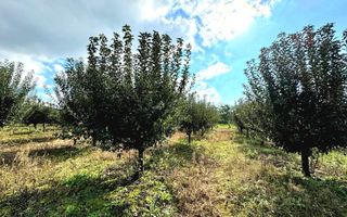 Livada+gradina, teren intravilan 2902mp, Damienesti-Bacau, comision 0 - Poză 6