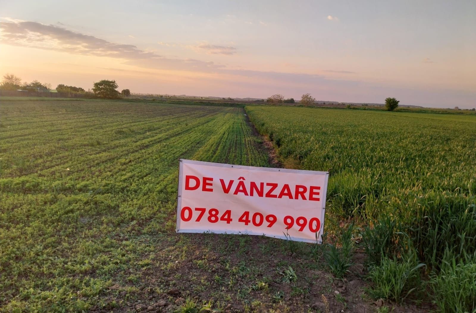 DÂRZA - TEREN INTRAVILAN - Poză 1