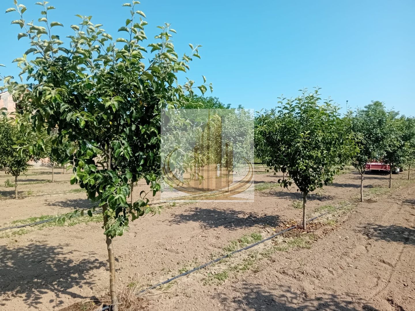 Vand/Schimb Livada Belint 16000mp - Poză 9