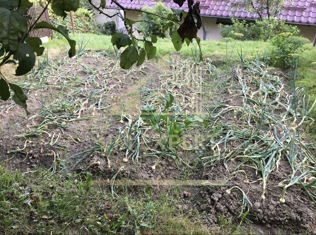 CASA 6 CAMERE TEREN 1005 MP  BUGHEA DE JOS ARGEȘ - Poză 38