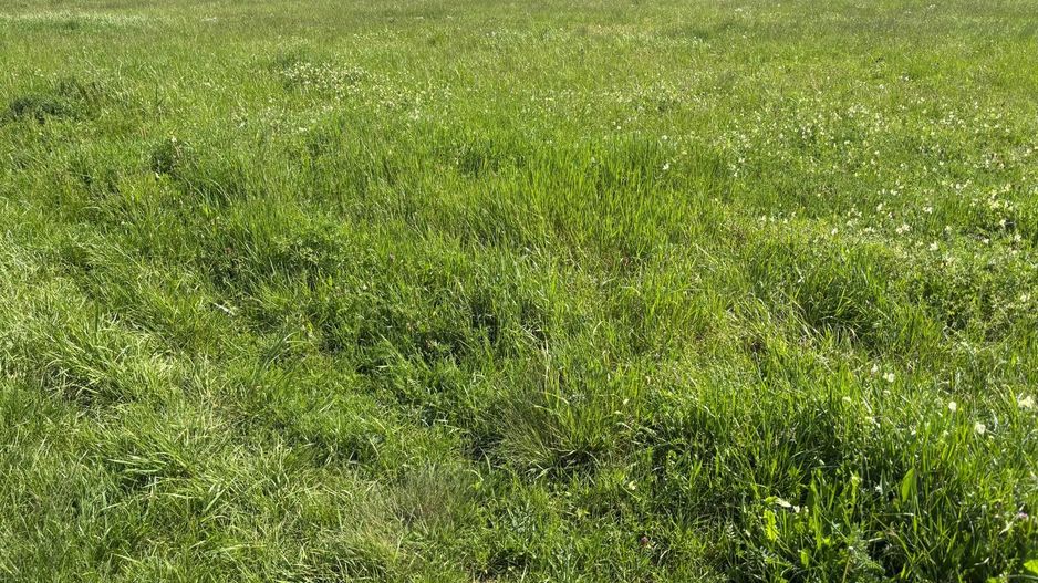 Teren de 721 mp cu Urbanism aprobat pentru duplex - Poză 6