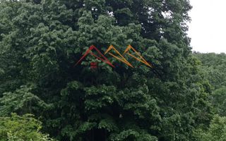 Teren 2500 mp, acces drum asfaltat, Bustenari, Telega Prahova - Poză 5