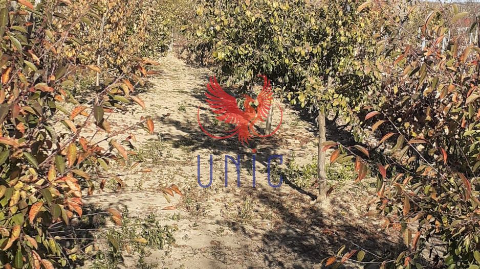 Casa Bradesti, teren 1239 mp - 29 995 Euro - Poză 3