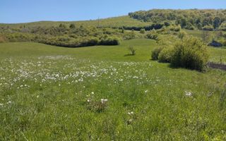 Teren 5400 mp-limita intravilan-2 deschideri-Sarata - Poză 2