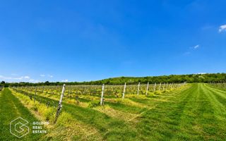 1,35 hectare vie pe rod (Cabernet si Merlot), Siria - Poză 6