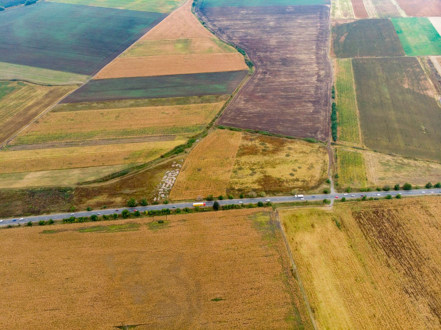Teren de 19798mp în Zimandu Nou - Poză 7