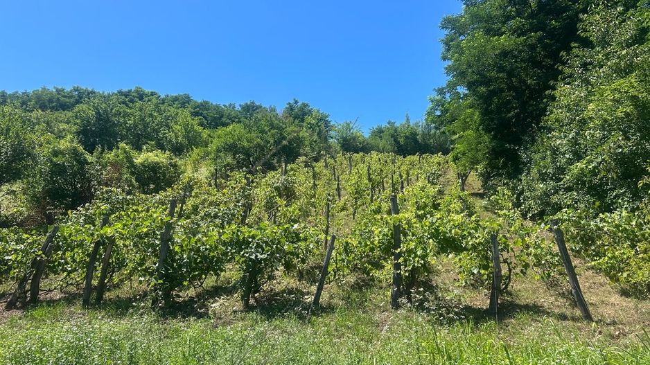 Teren intravilan de vânzare – Andrașești - Poză 3