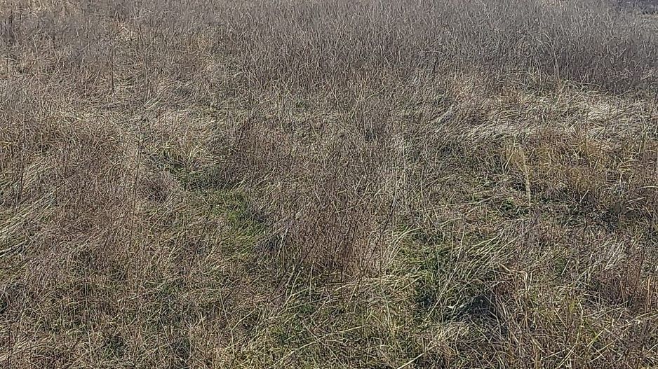 550mp teren intravilan in localitatea Pruni - oras Magurele -jud Ilfov - Poză 3