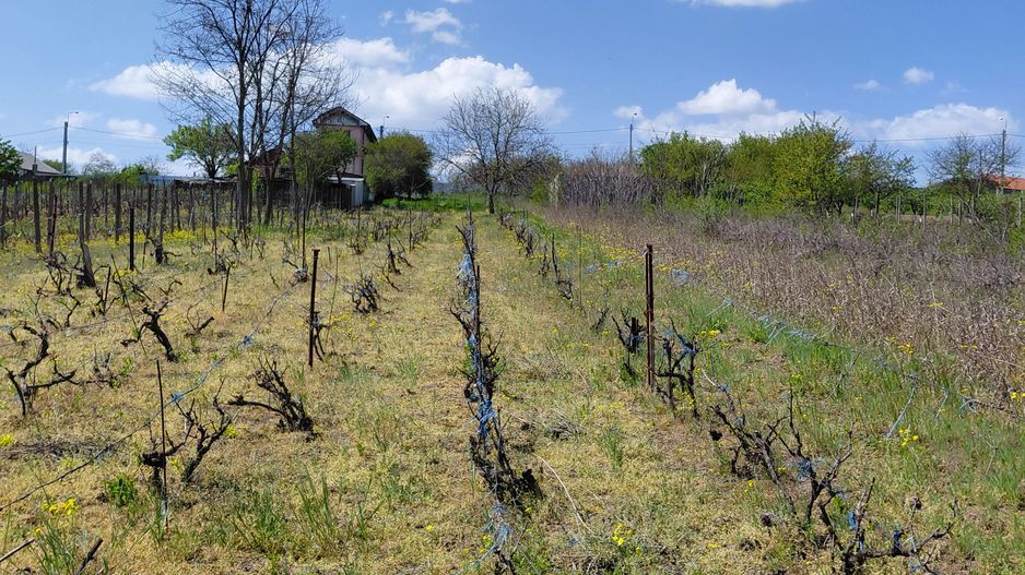 Teren intravilan 3.250 mp în Filești – Ideal pentru casă sau investiție! - Poză 4