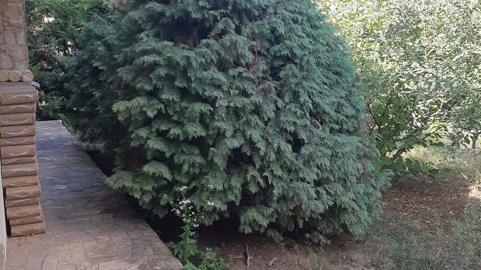 Casa individuala Timisoara/ Mehala - Poză 17