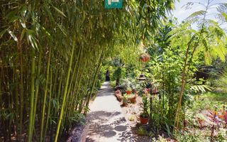 Casă cu livadă de pomi în Dorobanți - Poză 19