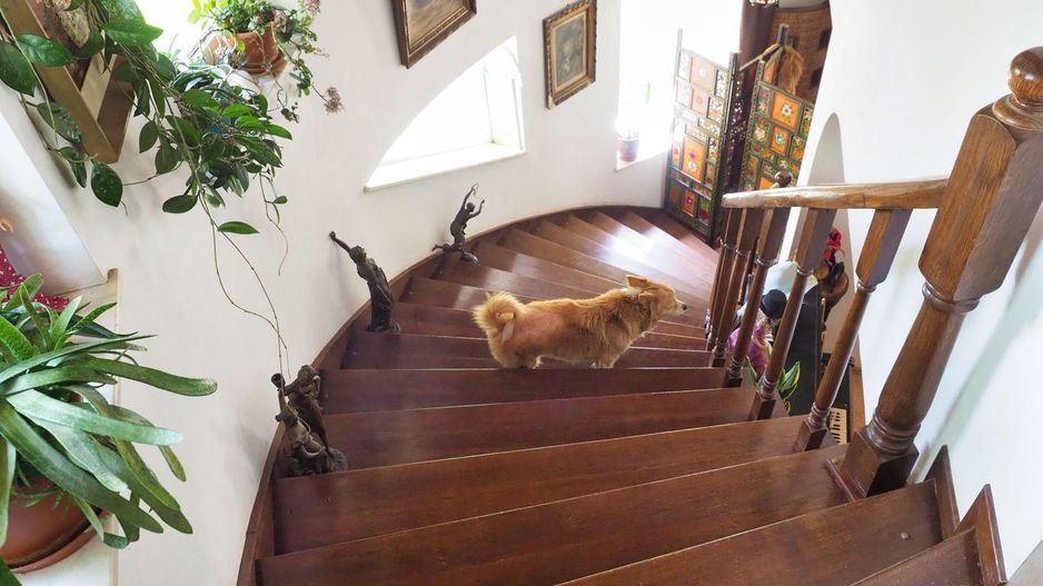 Vila 6 camere-teren 1800mp-Snagov Izvorani-lac - Poză 4