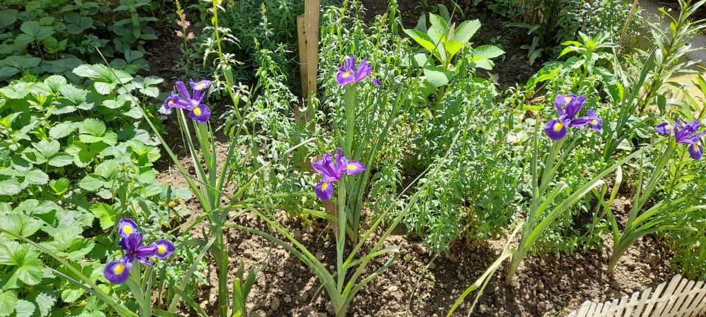 Dristor, Piata Ramnicu Sarat, casa - Poză 15