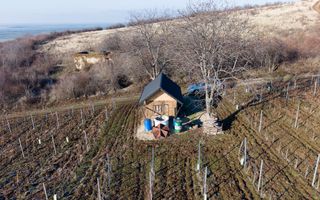 Vita-de-vie Premium  teren de 6800 mp în Covăsinț - Poză 13