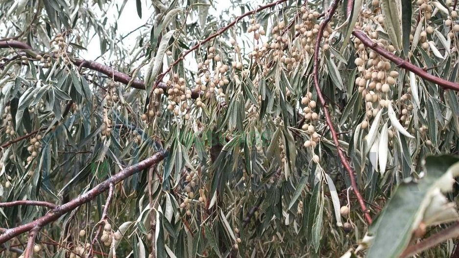 Teren 3,3 ha pentru viață la natură – livadă, liniște, Strunga Iași - Poză 8