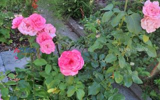 AZURA Imobiliare Pitesti - Casa Gavana Pozitie Excelenta - Poză 77