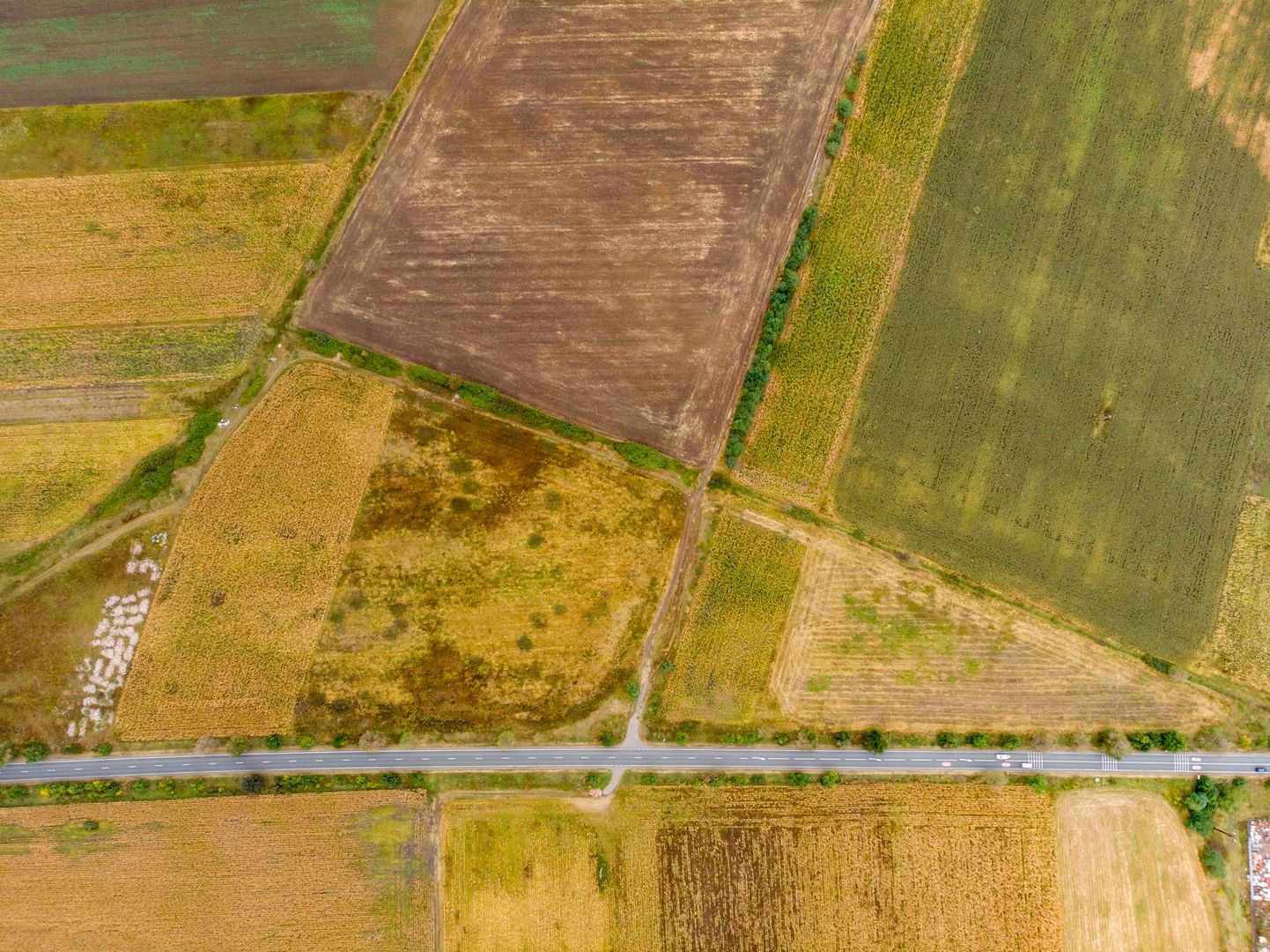 Teren de 19798mp în Zimandu Nou - Poză 5