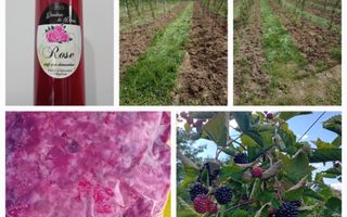 Ferma agricola, plantatii de mure, trandafiri, vita-de-vie - Poză 18