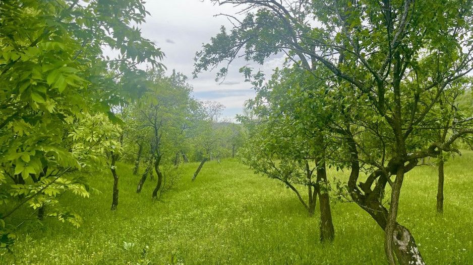 Teren intravilan Sotrile 6762 mp – Investitie, camping, agroturism - Poză 2