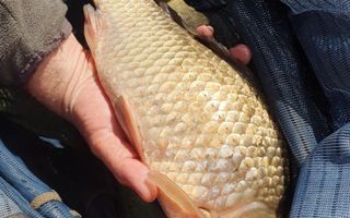 Vand teren pac Mujdeni - Poză 3