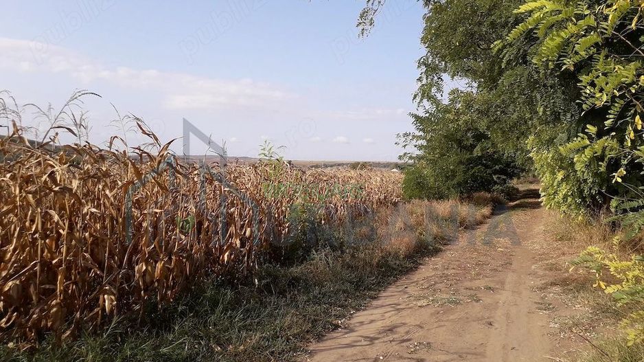 Teren intravilan 5.000 mp în Budăi, Podu Iloaiei – Oportunitate pentru dezvoltatori - Poză 3