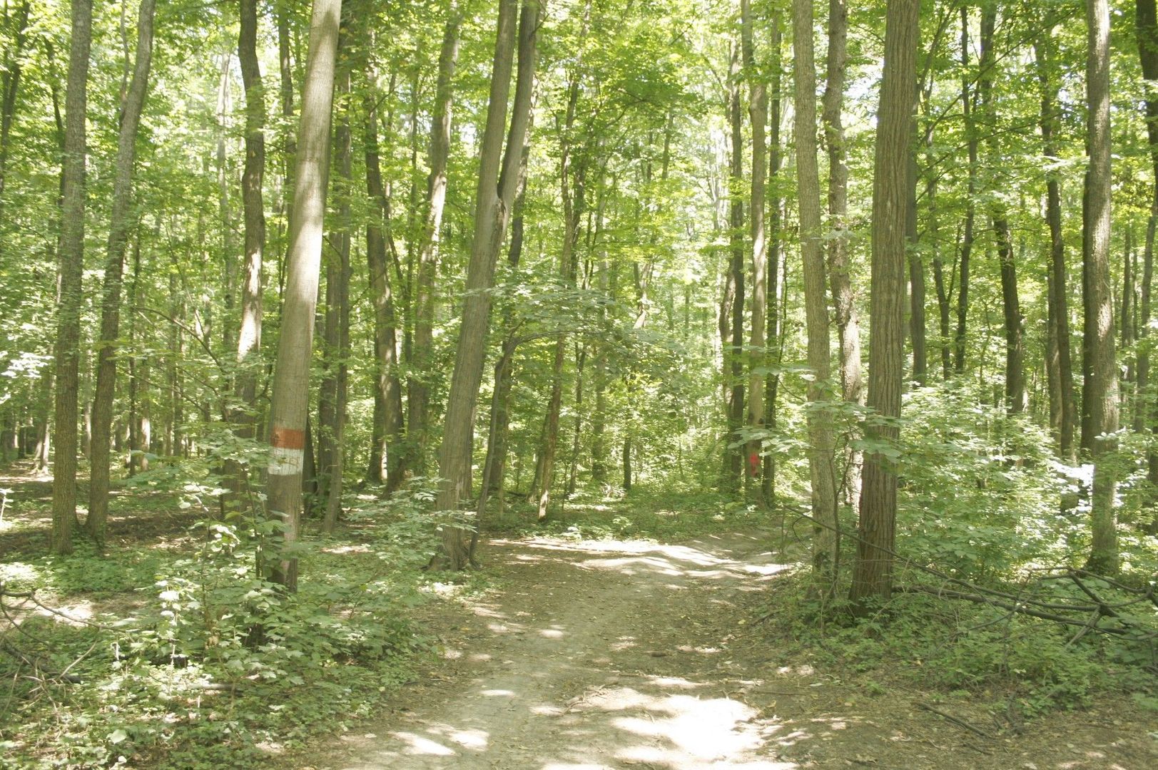 Ocazie ! PIPERA - padurea Baneasa, 7 Ha. in apropiere de Rez. Oxford - Poză 4