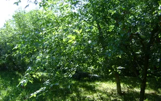 Teren de vânzare în Breaza– zonă liniștită, ideal pentru relaxare - Poză 11