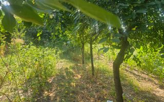 ISTRIA (COD04)-Teren intravilan 1528 mp-Constanta - Poză 4