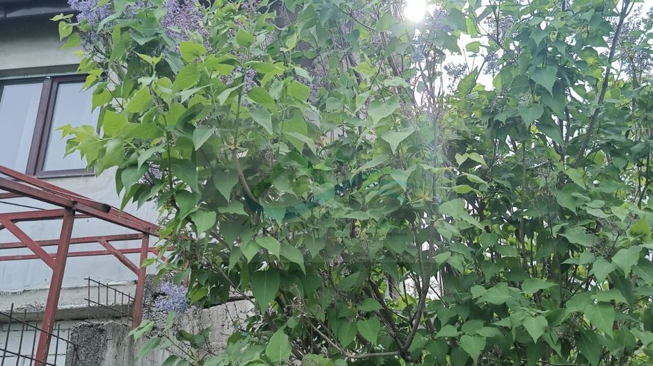Teren de vanzare Adâncata - Poză 5