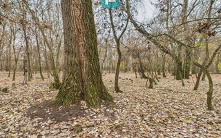 Teren spectaculos la  Periam Port - Poză 25