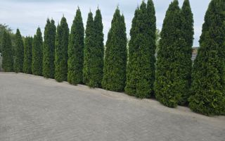 Vânzare, spațiu comercial, 237,9 mp, satului Siret. - Poză 8