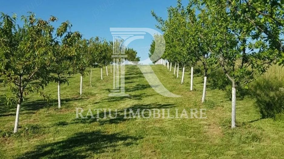 De vanzare | Teren intravilan 1500 mp | Cordau | Cu livada - Poză 1