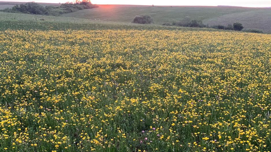 Teren arabil de 630 hectare în Galați - Poză 1