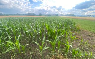 Teren Intravilan | 20 Ari | Frătăuții Noi - Poză 1