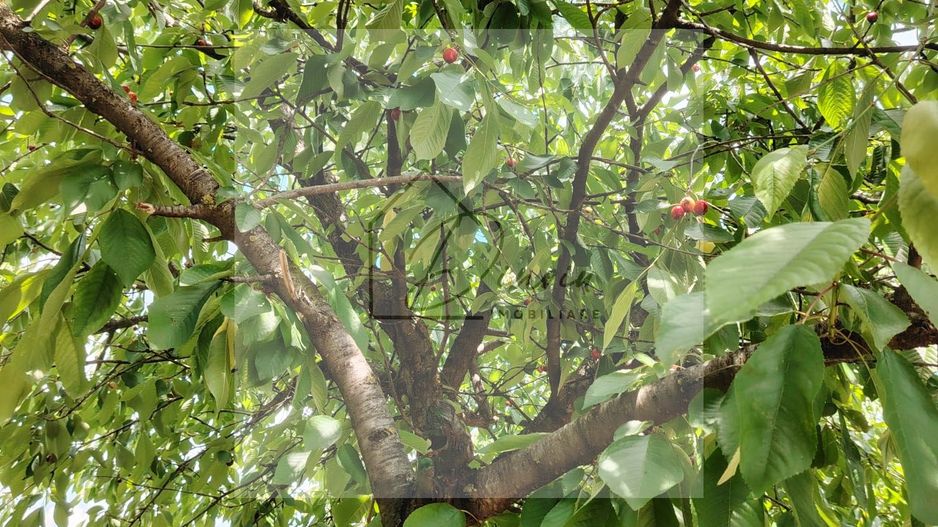 Casa Ciocanesti Cretu - 2 camere cu teren 2539 mp  - Jud. Dambovita - Poză 40