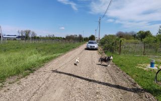 🌿 Teren de vânzare – Răcari, Str. Mestecenilor - Intrarea cu Tei - Poză 10