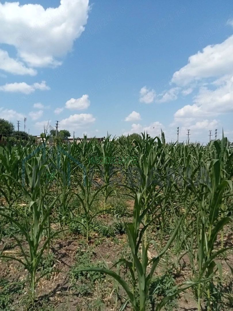 Teren intravilan de vânzare în Războieni, comuna Ion Neculce, Iași - Poză 2