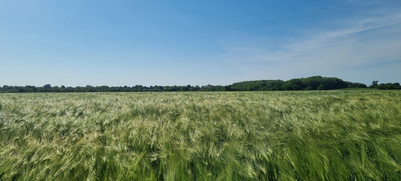 Ferma de Cultura Mare 1100 HA - Poză 11