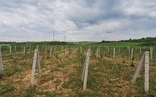 Teren intravilan cu PLANTATIE DE GOJII de vanzare in Racari - Poză 26