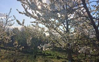 Vila 9 camere***gradina cu pomi fructiferi//1085 mp teren***Dragomiresti-Deal - Poză 22