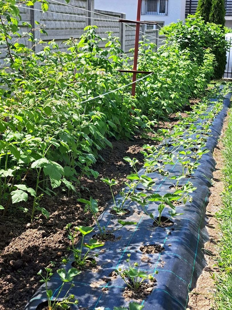 Casă individuală 5 camere cu garaj curte si gradină Șura Mare - Poză 13
