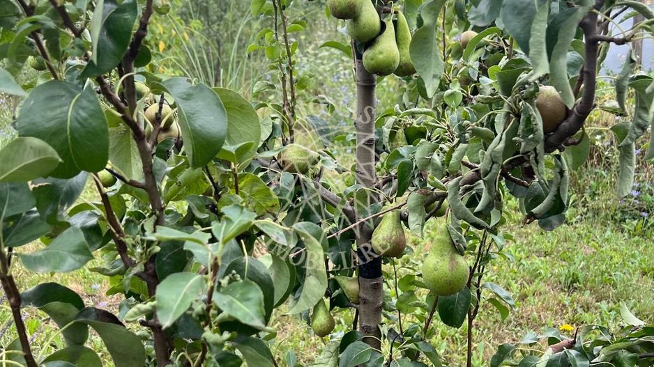 Casă ecologică 113 mp utili cu utilitati  + Teren 3100 mp, Balda, județul Mures - Poză 10