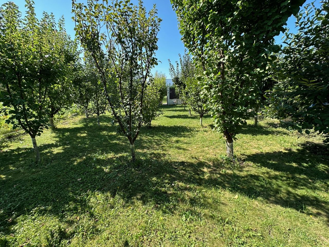 CASA EXCEPTIONALA CU LIVADA PROPRIE - Poză 29