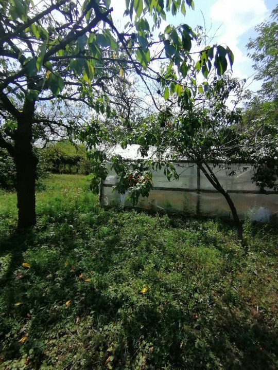 Casa 3 camere + Anexe, garaj, teren 2500 m2, an 1974, CT, Magurele, PH - Poză 11