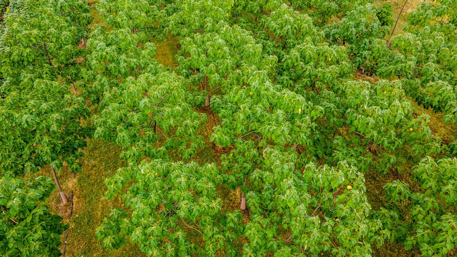 Teren cu plantație de arbori Paulownia, 1.25 ha - Poză 7