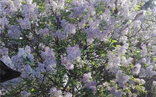 Casa mare cu teren 2100 mp central in Satu Mare, ideal si pentru afaceri. - Poză 8