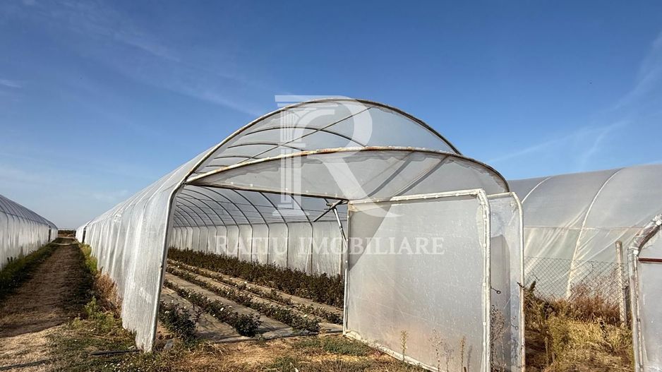 Teren intravilan agricol | 7029 mp | Satu Nou | Bihor - Poză 8
